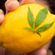 Image for article titled These Fruits Can Help Fix Your Bad High